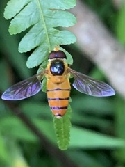 Asarkina salviae
