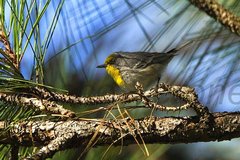 Olive-Capped Warbler photo 1