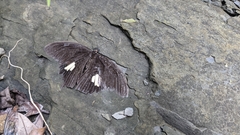 Papilio castor
