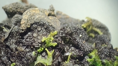 Collema nigrescens