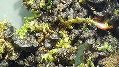 Collema nigrescens