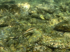 Serranus psittacinus