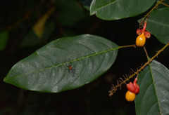 Mischocarpus exangulatus