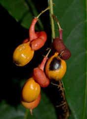 Mischocarpus exangulatus