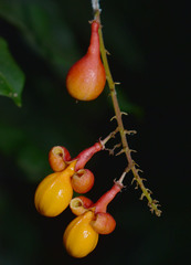 Mischocarpus exangulatus