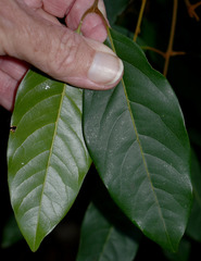 Mischocarpus exangulatus