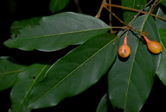 Mischocarpus exangulatus