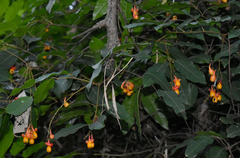 Mischocarpus exangulatus