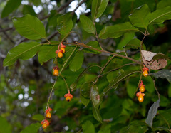 Mischocarpus exangulatus