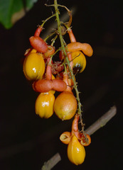 Mischocarpus exangulatus