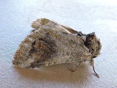 Disphragis captiosa