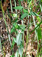 Leichhardtia suaveolens