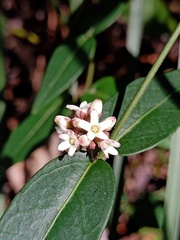 Leichhardtia suaveolens