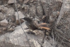 Pseudasthenes cactorum