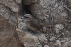 Pseudasthenes cactorum