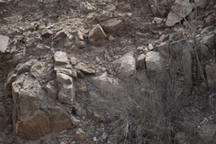 Pseudasthenes cactorum