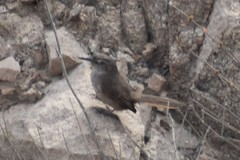 Pseudasthenes cactorum