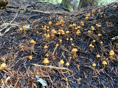 Mycena strobilinoidea