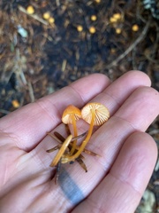 Mycena strobilinoidea