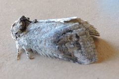 Disphragis captiosa