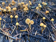 Mycena strobilinoidea