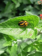 Agonoscelis rutila
