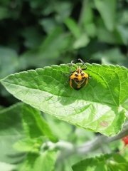Agonoscelis rutila