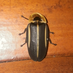 Cratomorphus splendidus