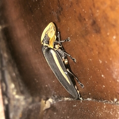 Cratomorphus splendidus