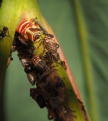 Eurymeloides punctata