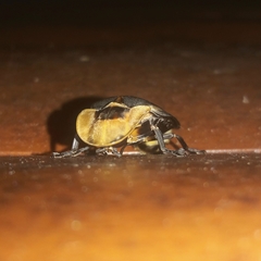 Cratomorphus splendidus