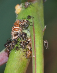 Eurymeloides punctata