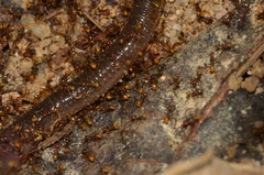Pheidole xanthogaster