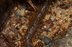 Pheidole xanthogaster