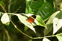 Melinaea menophilus zaneka