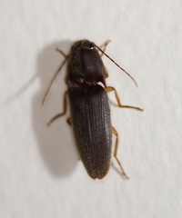 Hemicrepidiina