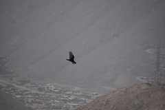 Cathartes aura