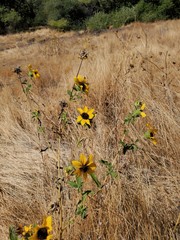 Helianthus bolanderi