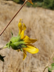 Helianthus bolanderi
