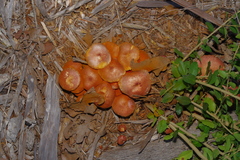 Gymnopilus thiersii