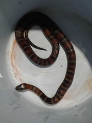 Lampropeltis ruthveni