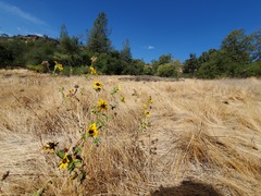 Helianthus bolanderi