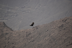 Cathartes aura