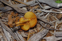 Gymnopilus thiersii