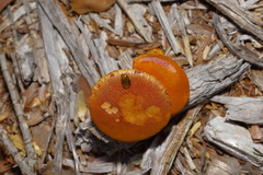 Gymnopilus thiersii