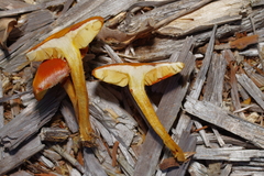 Gymnopilus thiersii