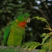 Red-throated Parakeet - Photo (c) Lester Fonseca, some rights reserved (CC BY-NC), uploaded by Lester Fonseca