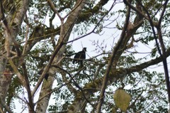 Cephalopterus ornatus