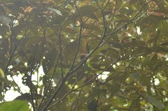 Machaeropterus striolatus