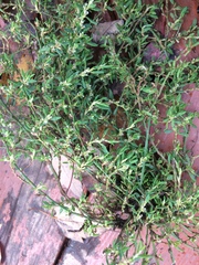 Polygonum aviculare depressum
